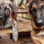 Txakur Txoko Residencia Canina / Hotel Canino En Bizkaia - Bilbao (Gatika) – Guardería Canina en Gatica