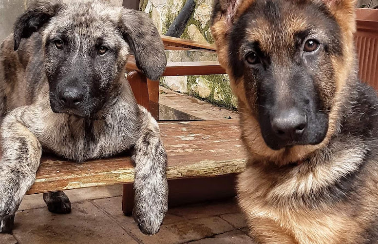 Txakur Txoko Residencia Canina / Hotel Canino En Bizkaia - Bilbao (Gatika)