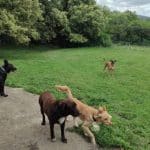 Txakurargi - Centro Canino – Guardería Canina en Gatica