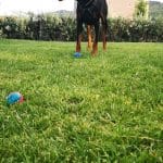 Txakurra Txakur – Guardería Canina en Loiu