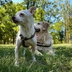 Txakurra. Perros Felices – Guardería Canina en Moncloa - Aravaca