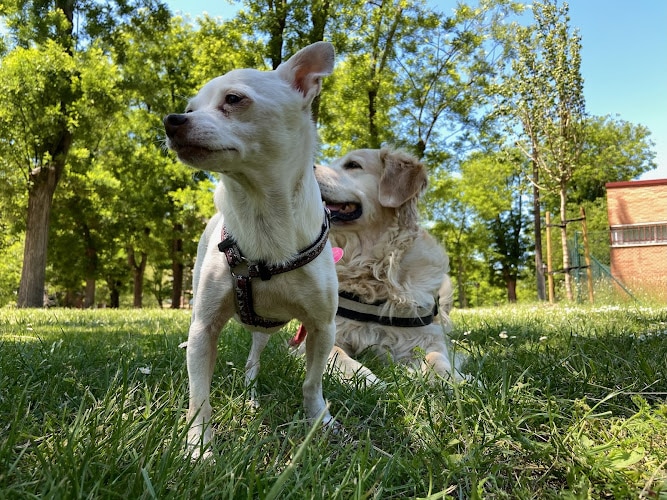 Negocio Txakurra. Perros Felices