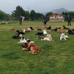 Txiki-Eder Centro Canino – Guardería Canina en Zurbano
