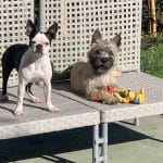 Txinbito, Hotel Canino – Guardería Canina en Bilbao