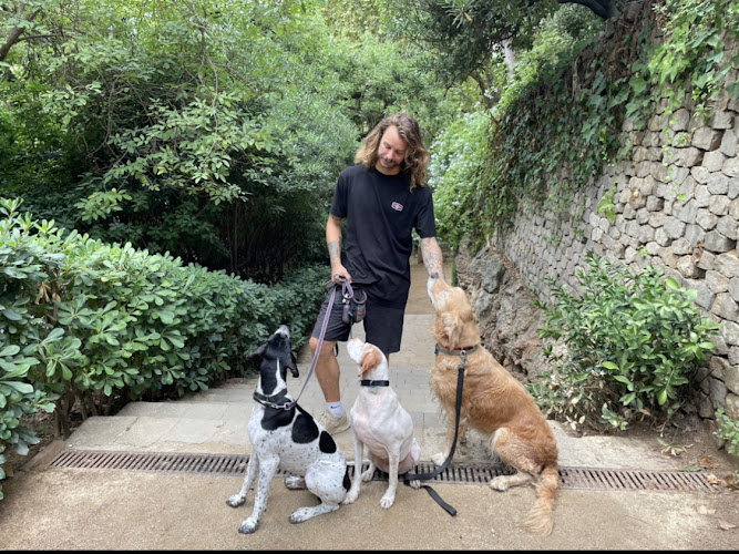 Negocio Ulver Canine Club - Dog Training