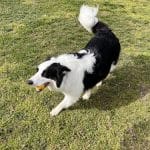 Updog Peluquería Y Guardería Canina – Guardería Canina en Salamanca