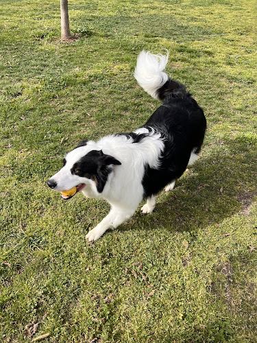 Updog Peluquería Y Guardería Canina