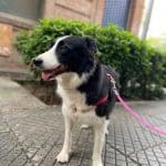 Updog Peluquería Y Guardería Canina – Guardería Canina en Retiro