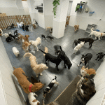 Updog Peluquería Y Guardería Canina – Guardería Canina en Salamanca