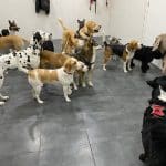 Updog Peluquería Y Guardería Canina – Guardería Canina en Chamberí