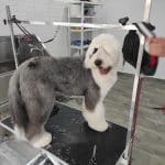 Updog Peluquería Y Guardería Canina – Guardería Canina en Chamartín