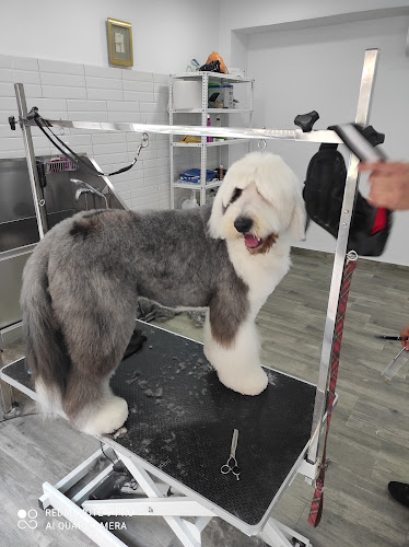 Updog Peluquería Y Guardería Canina