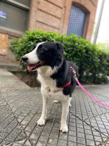 Updog Peluquería Y Guardería Canina