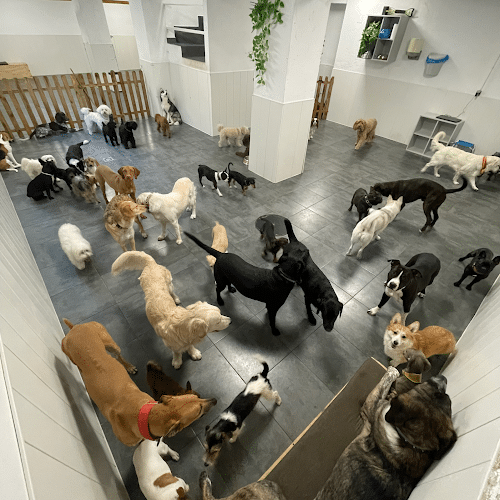 Updog Peluquería Y Guardería Canina