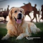 Valmajano Centro Canino – Guardería Canina en Valverde del Majano