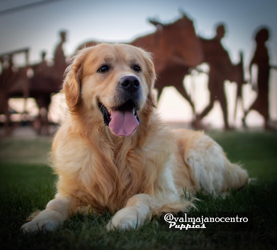 Negocio Valmajano Centro Canino