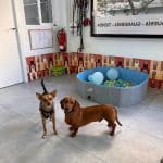 Vibras Caninas – Guardería Canina en Arganzuela