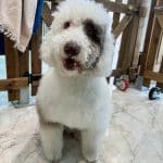 Vichen - Guarderia, Peluqueria Y Adiestramiento Canino – Guardería Canina en Moratalaz