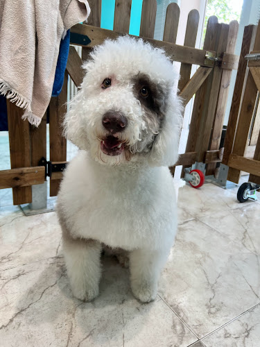 Negocio Vichen - Guarderia, Peluqueria Y Adiestramiento Canino