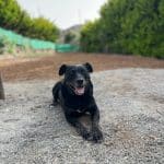Villa Billy Residencia Canina – Guardería Canina en Teror