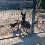 Virginia Millares – Guardería Canina en Puente la Reina
