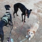 Virginia Pet Sitter - Guardería De Mascotas Vj - Paseos Para Perros Y Cuidadora De Animales – Guardería Canina en Tetuán