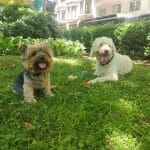 Vive Con Tento – Guardería Canina en Eixample
