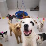 Vive Pets (Bº Chamberí) Hotel 24H, Guardería Y Peluquería Canina – Guardería Canina en Chamberí