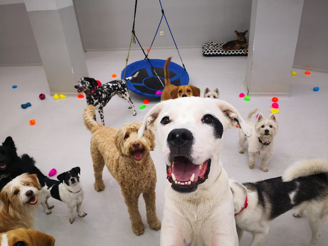 Vive Pets (Bº Chamberí) Hotel 24H, Guardería Y Peluquería Canina