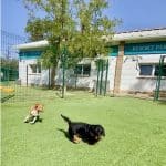 Vive Pets (Las Rozas) Hotel 24H, Guardería Y Peluquería Canina – Guardería Canina en Las Rozas de Madrid