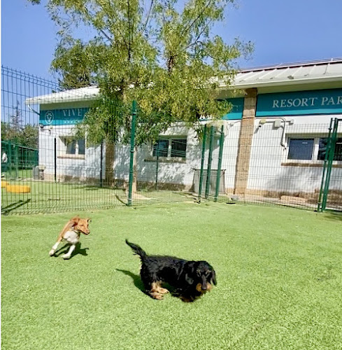 Vive Pets (Las Rozas) Hotel 24H, Guardería Y Peluquería Canina