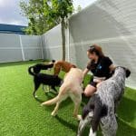 Vive Pets (San Sebastián De Los Reyes) Hotel 24H, Guardería Y Peluquería Canina – Guardería Canina en San Sebastián de los Reyes