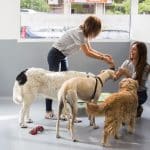 Wagwag – Guardería Canina en Chamartín