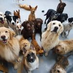 Wagwag Retiro – Guardería Canina en Retiro
