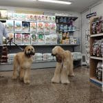 Waku-Waku Mascotas – Guardería Canina en Sants-Montjuïc