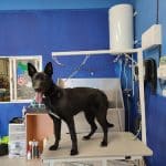 Webmascotas – Guardería Canina en Jaén