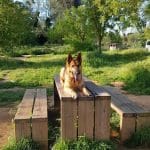 Workingdog Solutions S.l. – Guardería Canina en Caldes de Montbui