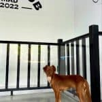 X – Guardería Canina en Madrid