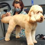 Xammy Dogs – Guardería Canina en Cas Català