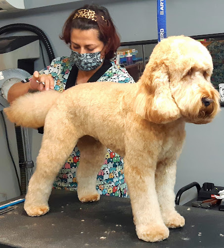 Negocio Xammy Dogs