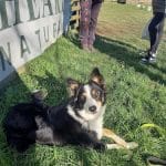 Xuhakan Txakur Elkartea – Guardería Canina en Zubieta