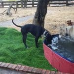 Yucacán. Guardería Canina – Guardería Canina en Córdoba