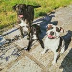 Zaindog – Guardería Canina en Vitoria-Gasteiz