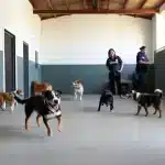 Zeneva – Guardería Canina en La Puebla de Cazalla