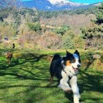 Zona Canem – Guardería Canina en Madrid