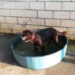 Zubiondo – Guardería Canina en Bizkaia