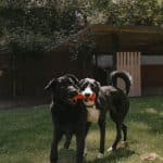 Zutabiok – Guardería Canina en Ichaso