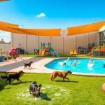 Guarderías caninas con piscina o parque interior: las mejores opciones
