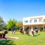 Las mejores épocas del año para usar guarderías caninas