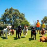 Las mejores guarderías caninas en Madrid
